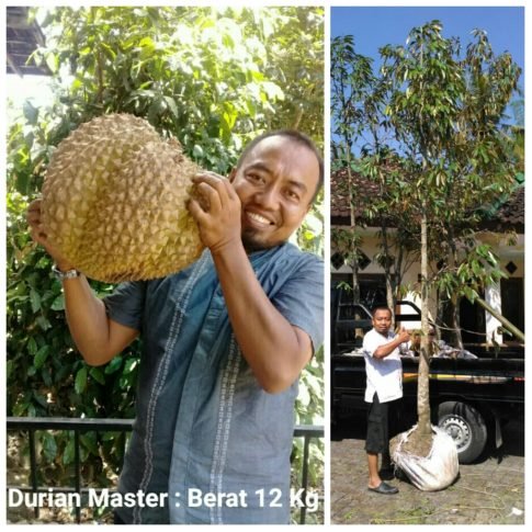 Wakaf Pohon Durian Master